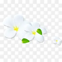 手绘白色清新小花-空若网 手绘白色清新小花-空若网