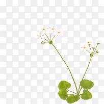 手绘白色小花美景-空若网 手绘白色小花美景-空若网