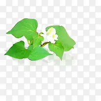 手绘绿色植物白色小花-空若网 手绘绿色植物白色小花-空若网