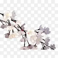 手绘花枝白色小花-空若网 手绘花枝白色小花-空若网