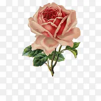 旧插画花-空若网 旧插画花-空若网