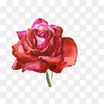手绘玫瑰-空若网 手绘玫瑰-空若网