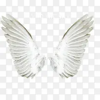 天使翅膀-空若网 天使翅膀-空若网