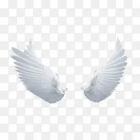 白色翅膀-空若网 白色翅膀-空若网