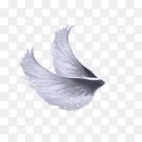 白色羽毛翅膀-空若网 白色羽毛翅膀-空若网
