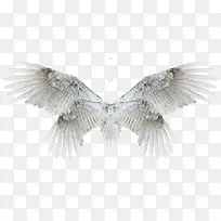 翅膀-空若网 翅膀-空若网