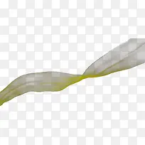 白色纱带-空若网 白色纱带-空若网