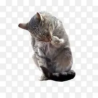 可爱的小猫元素-空若网 可爱的小猫元素-空若网