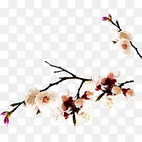 粉色春季桃花树枝-空若网 粉色春季桃花树枝-空若网