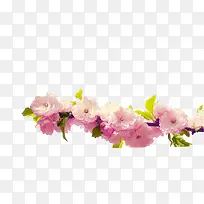 粉色高清桃花树枝-空若网 粉色高清桃花树枝-空若网