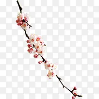高清粉色桃花树枝装饰-空若网 高清粉色桃花树枝装饰-空若网