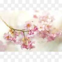 粉色梦幻桃花树枝-空若网 粉色梦幻桃花树枝-空若网