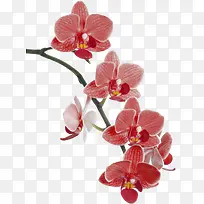 手绘桃花花枝-空若网 手绘桃花花枝-空若网