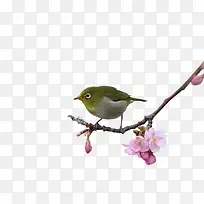 桃花树枝上的小鸟-空若网 桃花树枝上的小鸟-空若网