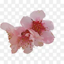 粉色桃花生日宴会-空若网 粉色桃花生日宴会-空若网