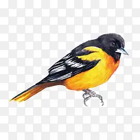 矢量水彩鸟-空若网 矢量水彩鸟-空若网