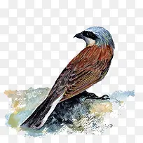 ʸ��ˮ����-������