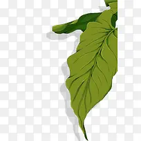 �ֻ�Ҷ��-������