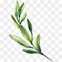 Ë®²ÊÒ¶×ÓÂÌÉ«Ê÷Ò¶-¿ÕÈôÍø Ë®²ÊÒ¶×ÓÂÌÉ«Ê÷Ò¶-¿ÕÈôÍø