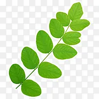 ֲ����ɫ��֦Ҷ��Ч��-������