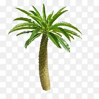 大叶子树-空若网 大叶子树-空若网