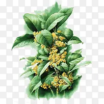 绿叶子的花-空若网 绿叶子的花-空若网