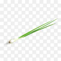 矢量葱叶-空若网 矢量葱叶-空若网