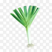 矢量大葱叶子-空若网 矢量大葱叶子-空若网