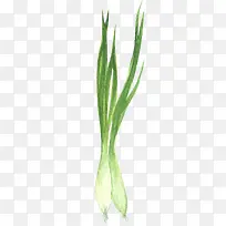 矢量葱叶-空若网 矢量葱叶-空若网