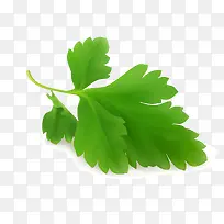 矢量菜叶-空若网 矢量菜叶-空若网