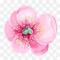 手绘花朵-空若网 手绘花朵-空若网