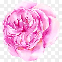 粉色花水彩-空若网 粉色花水彩-空若网