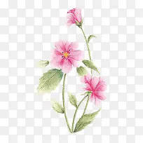 植物-空若网 植物-空若网