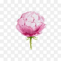 水彩粉色的花-空若网 水彩粉色的花-空若网