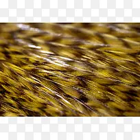 羽毛背景纹理-空若网 羽毛背景纹理-空若网