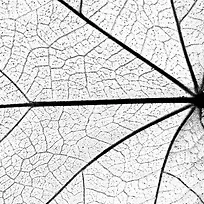 ��Ҷ��������-������