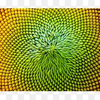 梦幻植物纹理背景-空若网 梦幻植物纹理背景-空若网