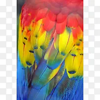 彩色羽毛背景-空若网 彩色羽毛背景-空若网