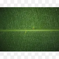 高清树叶摄影-空若网 高清树叶摄影-空若网