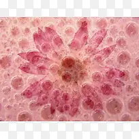 ÃλÃÏÊ»¨±³¾°-¿ÕÈôÍø ÃλÃÏÊ»¨±³¾°-¿ÕÈôÍø