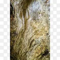 Ê÷Ä¾ÎÆÀí±³¾°-¿ÕÈôÍø Ê÷Ä¾ÎÆÀí±³¾°-¿ÕÈôÍø