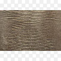 ���Ʊ���-������