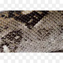 ��Ƥ����-������