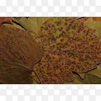 干叶子背景-空若网 干叶子背景-空若网