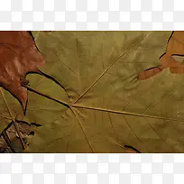 ��Ҷ��������-������