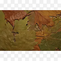 ·ãÒ¶ÎÆÀí±³¾°-¿ÕÈôÍø ·ãÒ¶ÎÆÀí±³¾°-¿ÕÈôÍø