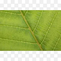 ��Ҷ��������-������