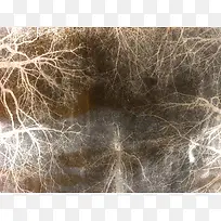 ������֦����-������