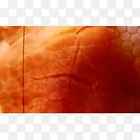 ���ɲ��Ʊ���-������