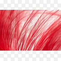 红色羽毛背景-空若网 红色羽毛背景-空若网